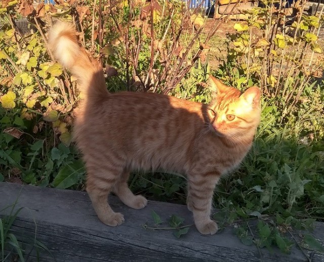 Котовторник же