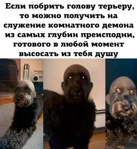 Картинки для деградации 287 (разной степени свежести)