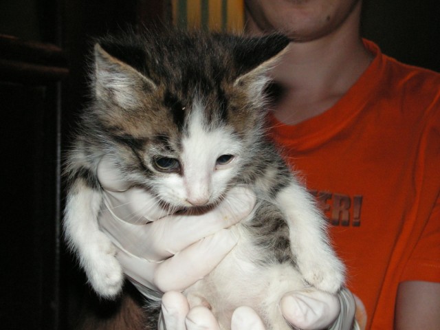 История одного "почти спасения".