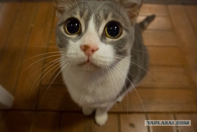 Котовторник 8.10.2013