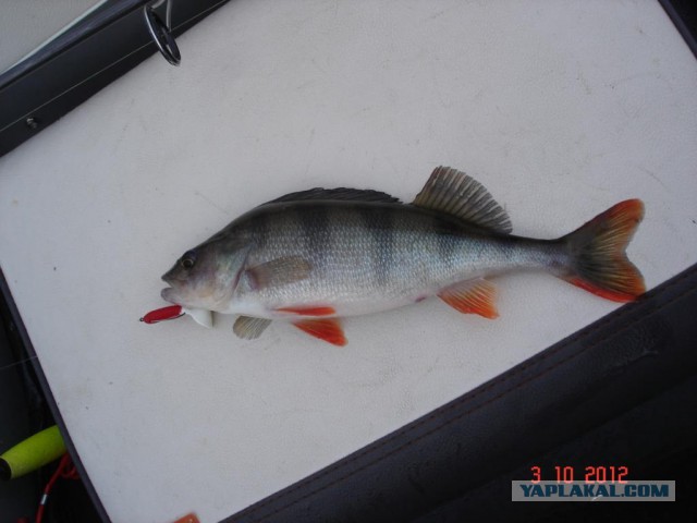 Как я отдыхаю