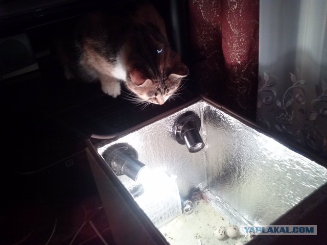 Котовторник 04.03.2014