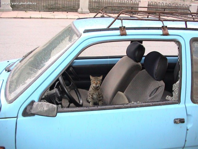 Весёлые картинки. Разбавим будни