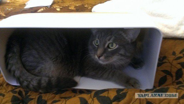 Котовторник 18.03.2014