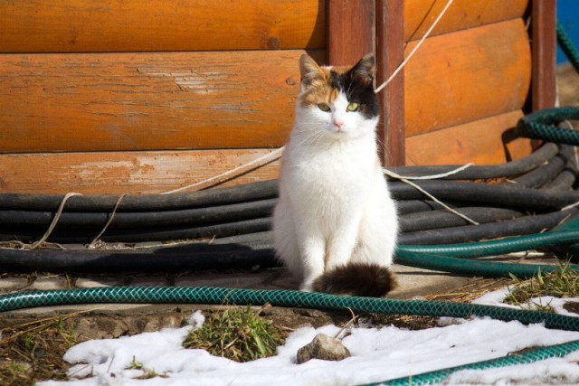 Котовторник  08.04.2014