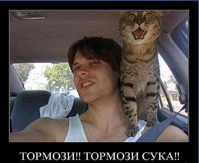 Жена взяла кошку на дачу