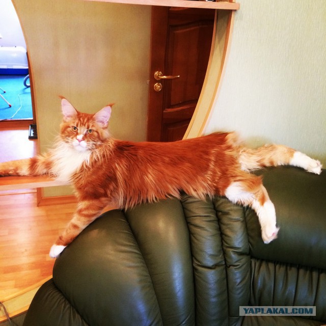 Котовторник 19.08.2014