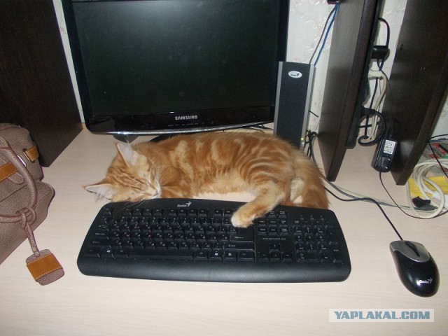Котовторник 7.10.2014