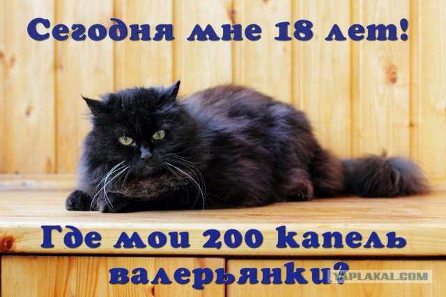 Котовторник 28.10.2014