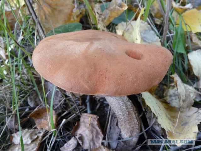 Вспомним лето! Вылазка за грибами.