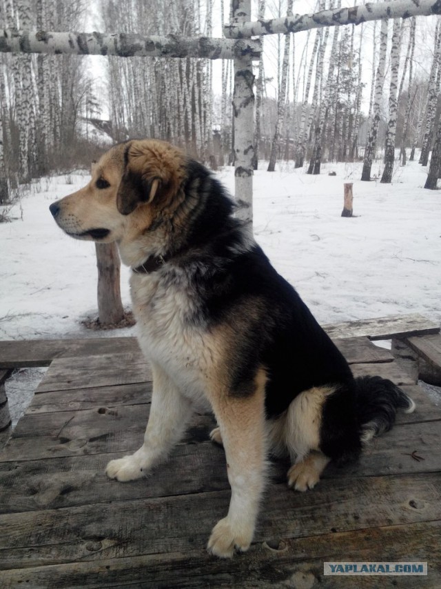 Собакочетверг.