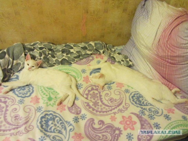 Котовторник 31.03.2015