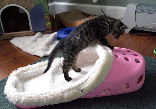 Даешь каждому коту по ботинку!