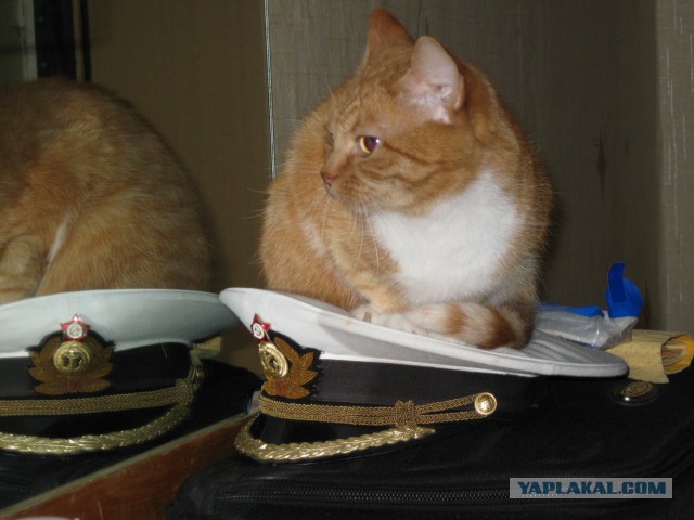 Котовторник