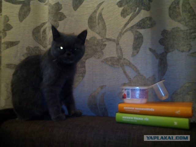 Котоловка