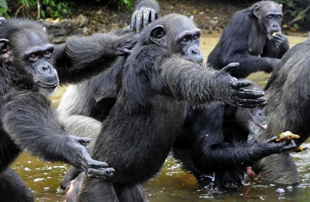 История шимпанзе, брошенных медфирмой