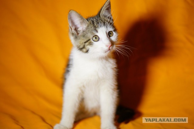 Котовторник 29-09-2015,