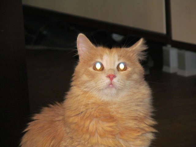Котовторник 06.10.2015