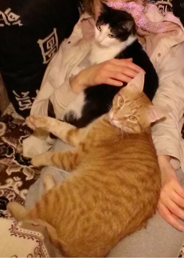 Котовторник 15.03