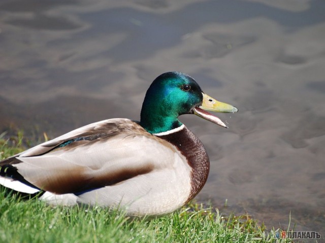 обитатели Царицыно