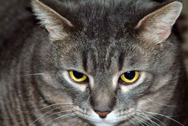 Вторничные кошаки