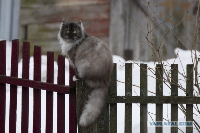 Кото-вторник 24 Мая 2016го :)