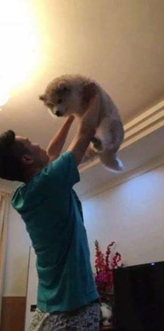 "На ручки!": собака выросла, а привычка осталась