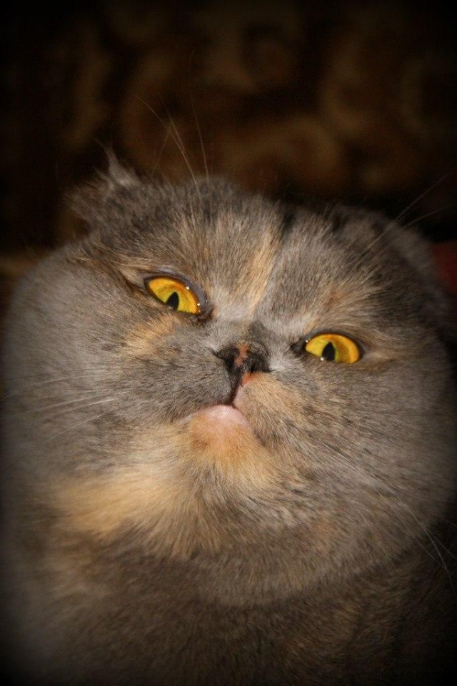 Коты и Кошки
