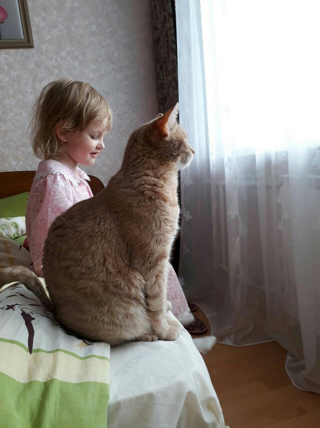 Коты и Кошки