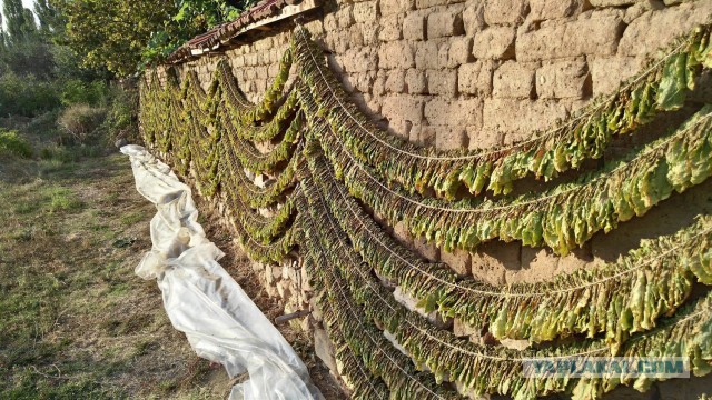 Македония: среди гор и котов