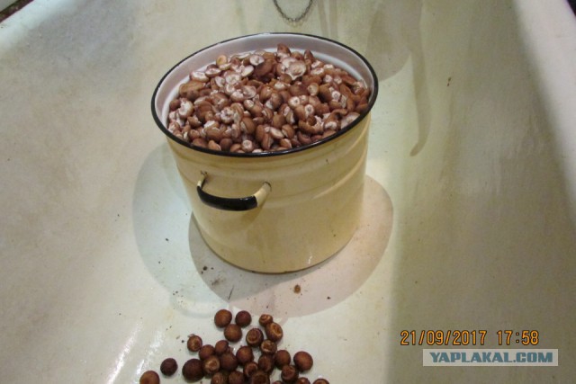 А у нас начало грибного сезона