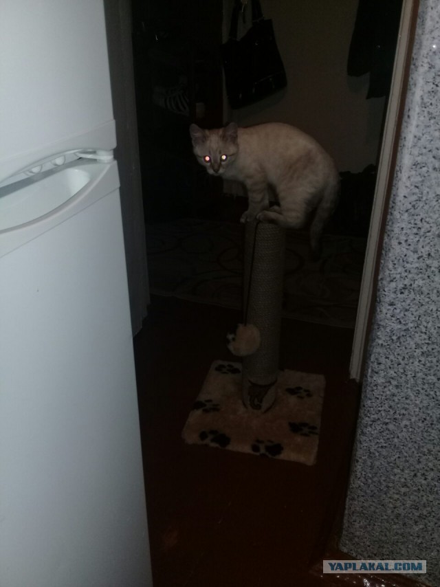 Котовторник  19.12.2017