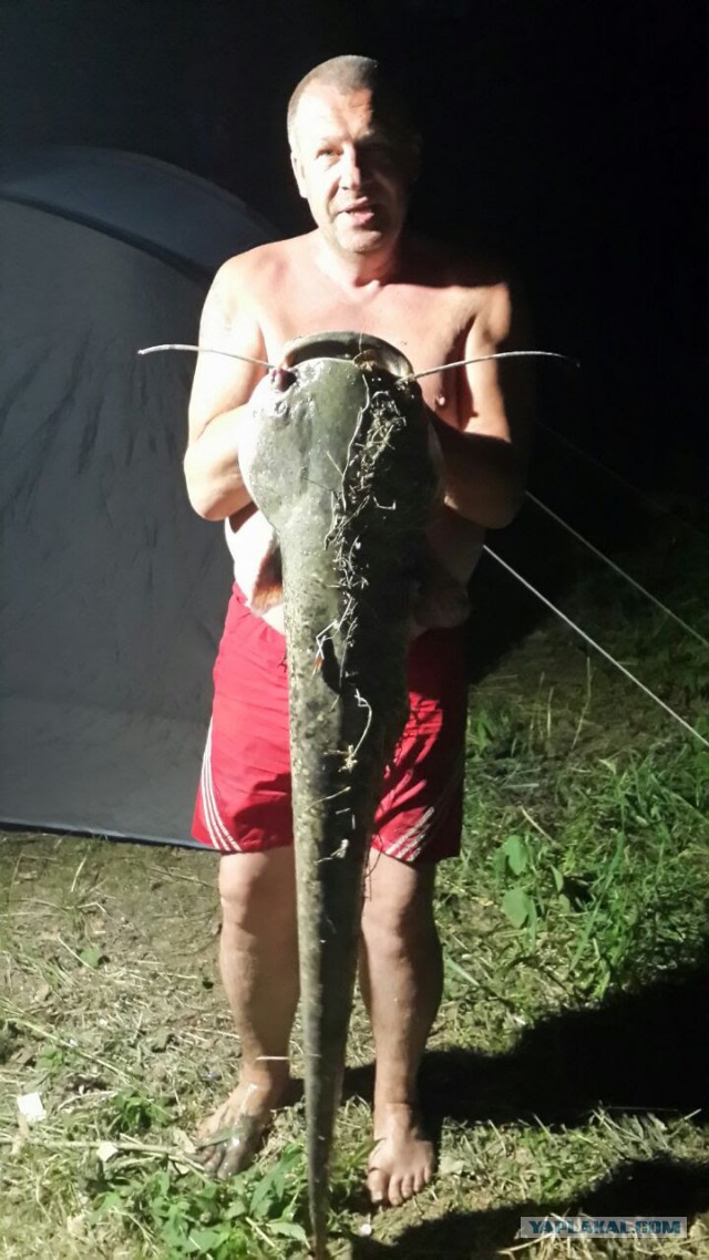 Почему сомы считаются аллигаторами российских рек