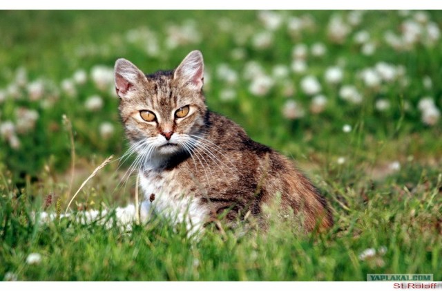 УРРААА ! Котовторник на ЯПлакалъ !
