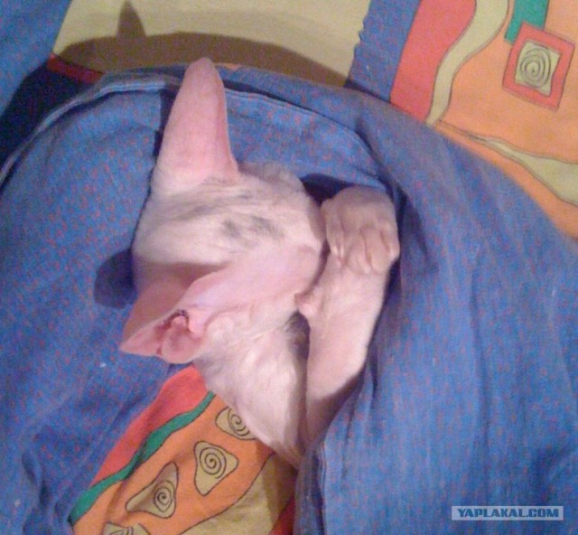 Котовторник!