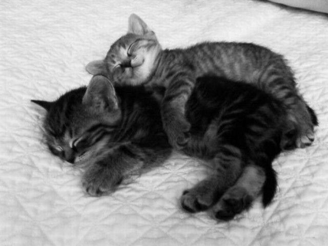 Котовторник!