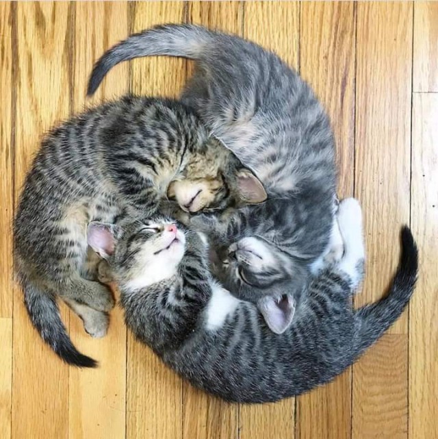 Прикольных котов пост