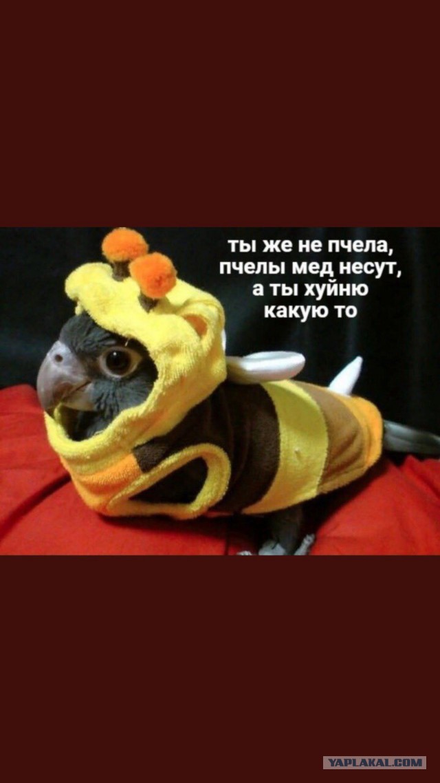 Если ты женат на б**ди!