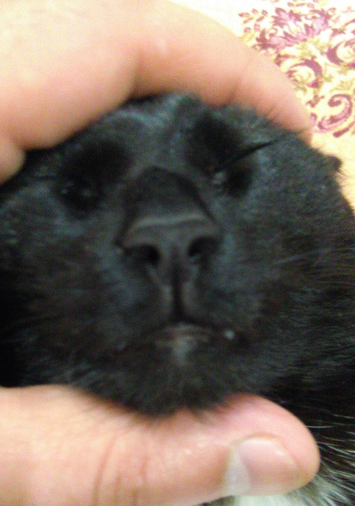 Paзнoвиднocти тьмы