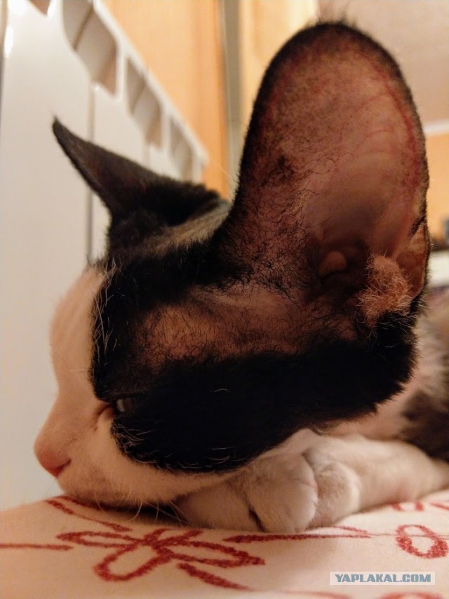 Котовторник 28.01.2020