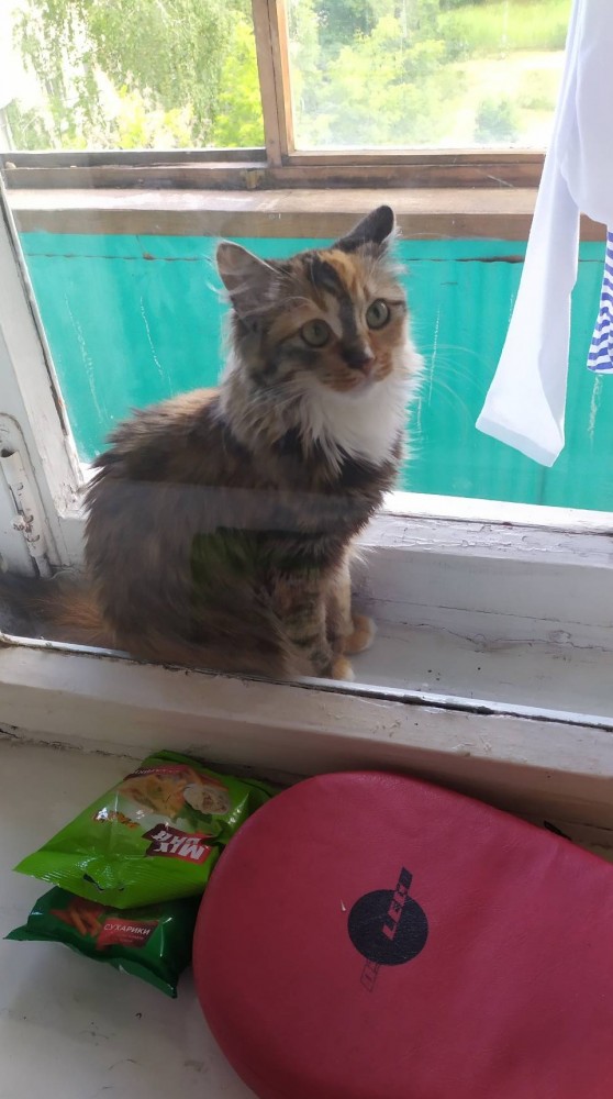 Коты есть коты