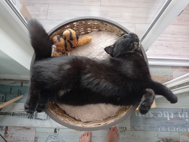 Котовторник 13.10.2020