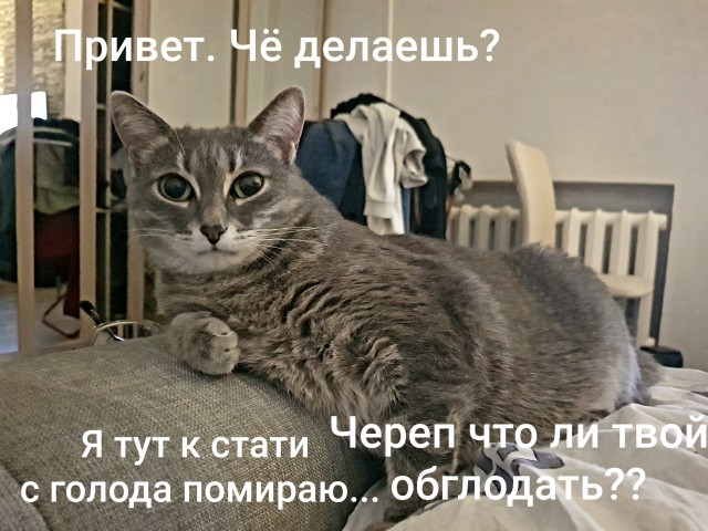 Котовторник. Добавляйте своих