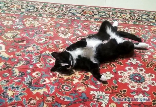 Котовторнику быть!