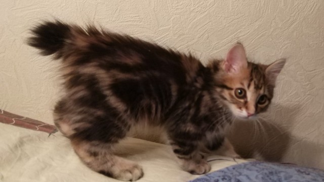 Даешь котовторник!