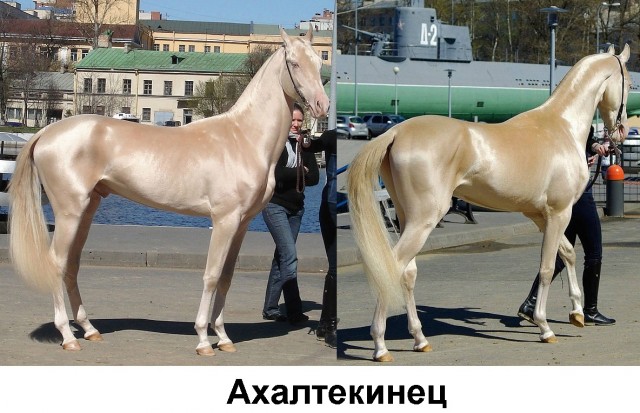 Всяческие картинки