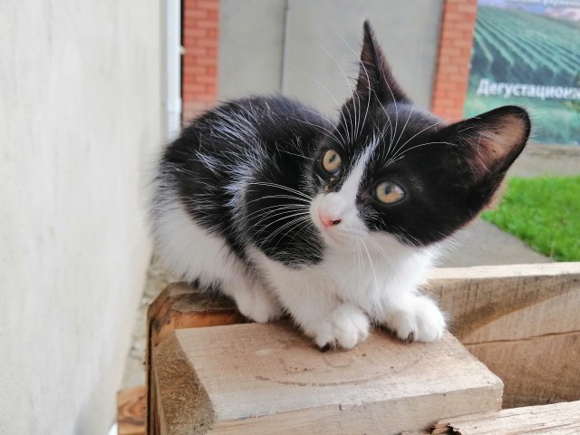Котовторник (свои добавляем)