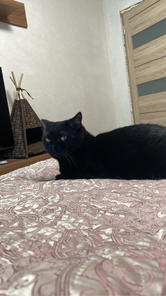 Котовторнику быть