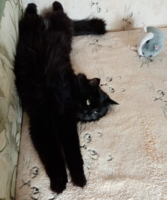 Не буду я ждать котовторника!