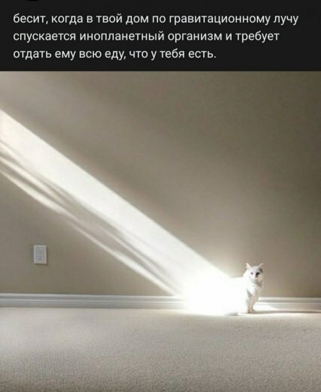 Кот